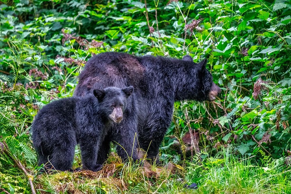 Black Bear adult and Cub-Anan Creek-Wrangell-Alaska-USA